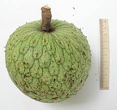 Attēlu rezultāti vaicājumam “Libanotis montana fruit”