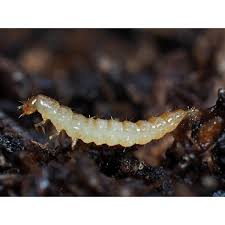 Attēlu rezultāti vaicājumam “Mellicta athalia larva”