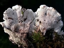 Attēlu rezultāti vaicājumam “Phellodon melaleucus”