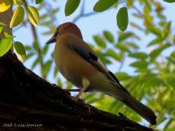 Attēlu rezultāti vaicājumam “Garrulus glandarius adult”