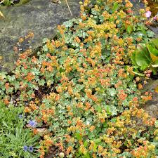 Image result for Frauenmantel