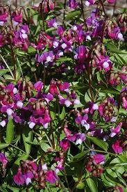 Attēlu rezultāti vaicājumam “Lathyrus vernus leaf”