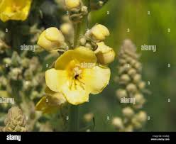 Attēlu rezultāti vaicājumam “Verbascum densiflorum bud”