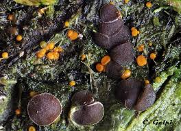 Attēlu rezultāti vaicājumam “Ascobolus furfuraceus”