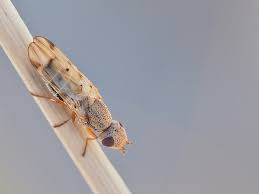 Attēlu rezultāti vaicājumam “Tetanops myopina”