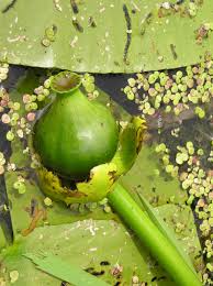 Attēlu rezultāti vaicājumam “Nuphar lutea fruit”