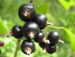 File:Schwarze Johannisbeeren Makro.jpg - Wikipedia, the free ...