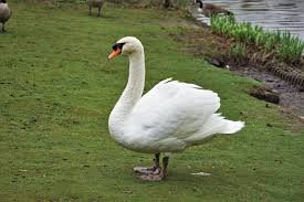 Attēlu rezultāti vaicājumam “Cygnus olor adult”