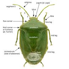 Attēlu rezultāti vaicājumam “Pentatomidae”