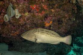 Image result for Mycteroperca interstitialis