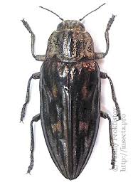 Attēlu rezultāti vaicājumam “Chalcophora mariana”