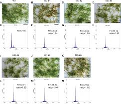 Attēlu rezultāti vaicājumam “Campyliadelphus elodes”