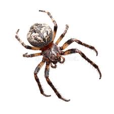 Attēlu rezultāti vaicājumam “Araneidae”