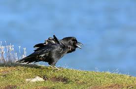 Attēlu rezultāti vaicājumam “Corvus corax adult”