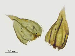 Attēlu rezultāti vaicājumam “Abietinella abietina”