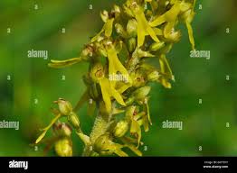 Attēlu rezultāti vaicājumam “Listera ovata bud”