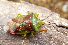 Attēlu rezultāti vaicājumam “Elasmostethus interstinctus imago”