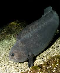 Image result for Anarhichas denticulatus