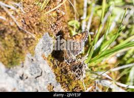 Attēlu rezultāti vaicājumam “Melitaea diamina upperside”