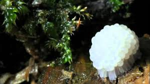 Attēlu rezultāti vaicājumam “Stemonitis fusca stalked”