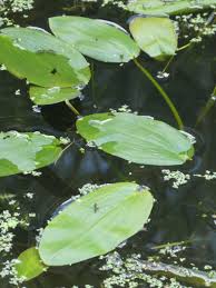 Attēlu rezultāti vaicājumam “Potamogeton natans leaf”