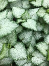 Attēlu rezultāti vaicājumam “Lamium maculatum leaf”