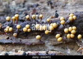 Attēlu rezultāti vaicājumam “Hemitrichia clavata spores”