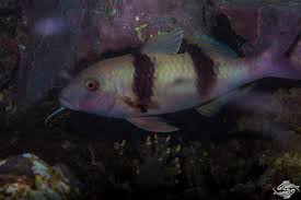 Image result for Parupeneus trifasciatus