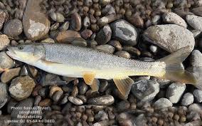 Image result for Ptychocheilus grandis