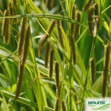 Attēlu rezultāti vaicājumam “Carex pseudocyperus fruit”