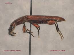 Attēlu rezultāti vaicājumam “Cucujidae”