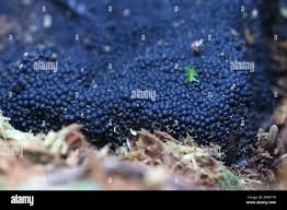 Attēlu rezultāti vaicājumam “Ruzenia spermoides”