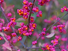 Attēlu rezultāti vaicājumam “Euonymus europaeus bud”