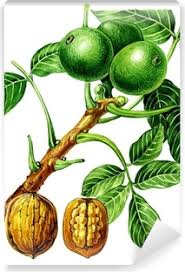 Attēlu rezultāti vaicājumam “Juglans regia fruit”