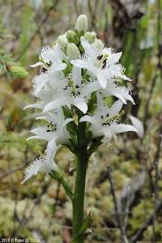 Attēlu rezultāti vaicājumam “Menyanthes trifoliata”
