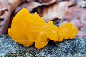 Attēlu rezultāti vaicājumam “Reticularia jurana macro”