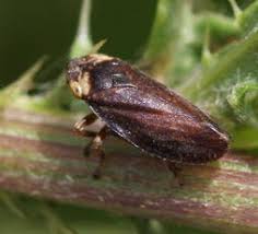 Attēlu rezultāti vaicājumam “Aphrophoridae nymph”