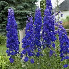 Image result for Delphinium