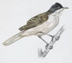 Image result for Sylvia hortensis