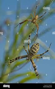 Attēlu rezultāti vaicājumam “Argiope bruennichi female”