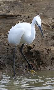 Image result for Egretta garzetta