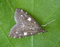 Attēlu rezultāti vaicājumam “Udea olivalis”