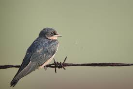 Attēlu rezultāti vaicājumam “Hirundo rustica juvenile”