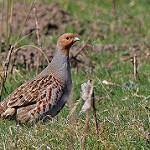 Attēlu rezultāti vaicājumam “Perdix perdix adult”