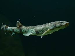 Image result for Scyliorhinus canicula