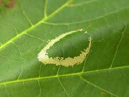 Attēlu rezultāti vaicājumam “Phyllonorycter platanoidella”