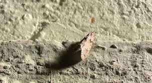 Attēlu rezultāti vaicājumam “Diurnea lipsiella male”