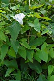 Attēlu rezultāti vaicājumam “Calystegia sepium fruit”