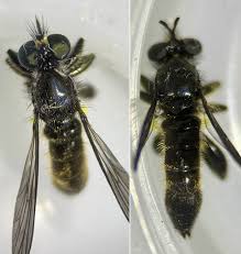 Attēlu rezultāti vaicājumam “Choerades sp.”