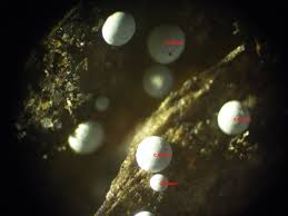 Attēlu rezultāti vaicājumam “Didymium annulisporum”